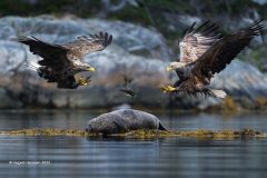 Print-Open-Colour_Vegard-Hanssen_Norway_Jumping-the-Giant_FIAP-Ribbon