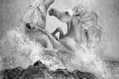 Print-Open-Monochrome_Sharon-Prenton-Jones_Wales_White-Horses_WPF-Ribbon