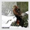 _7 LUST RED KITE SNOW2 .jpg