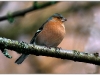 Chaffinch.jpg