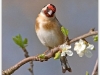 goldfinch..jpg