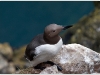 guillemot.jpg