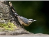nuthatch.jpg