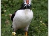puffin.jpg