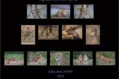EB-cats-00-plan-