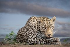 EB-cats-02-tm
