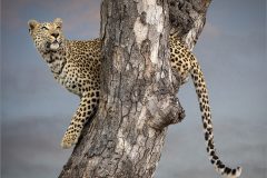 EB-cats-03-tr-