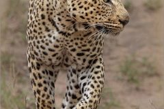 EB-cats-04-mfl-