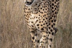 EB-cats-07-fr