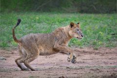 EB-cats-08-bfl-