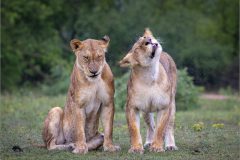 EB-cats-11-br-