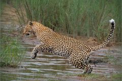 EB-cats-12-bfr-
