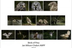 JWC-Birds-0-Plan-