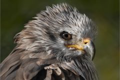 JWC-Birds-1-tl-