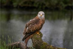 JWC-Birds-10-bm-