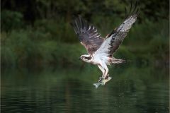 JWC-Birds-11-br-
