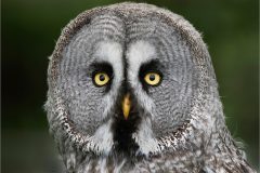 JWC-Birds-2-tm
