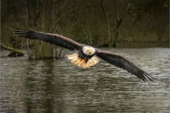 JWC-Birds-4-mfl