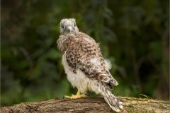 JWC-Birds-5-ml-