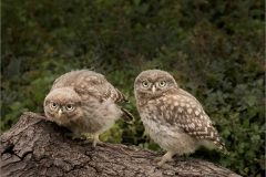 JWC-Birds-6-mr-