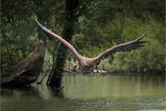 JWC-Birds-7-mfr-