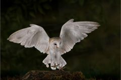 JWC-Birds-8-bfl-