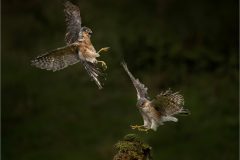JWC-Birds-9-bl-