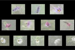 13-Jenina-Barbara-Nash-plan-AWPF-2025