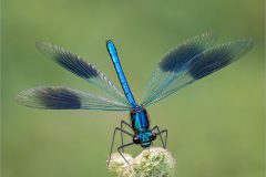 01-Jeremy-Roussak-AWPF-2025