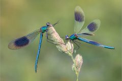 02-Jeremy-Roussak-AWPF-2025