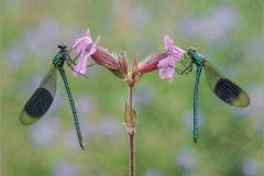 03-Jeremy-Roussak-AWPF-2025