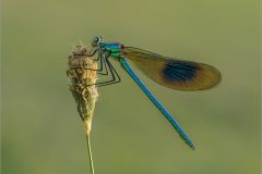 04-Jeremy-Roussak-AWPF-2025