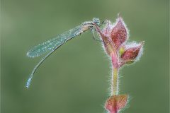 05-Jeremy-Roussak-AWPF-2025