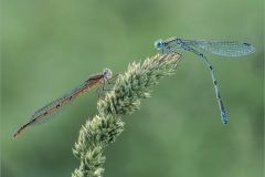 07-Jeremy-Roussak-AWPF-2025