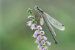 08-Jeremy-Roussak-AWPF-2025