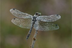 09-Jeremy-Roussak-AWPF-2025