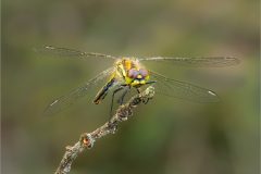 10-Jeremy-Roussak-AWPF-2025