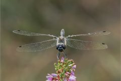 11-Jeremy-Roussak-AWPF-2025