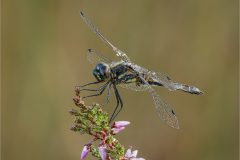 12-Jeremy-Roussak-AWPF-2025