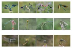 13-Jeremy-Roussak-AWPF-2025