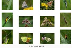 JN-insects-00-Panel-Layout