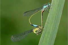 JN-insects-01-tfl-