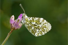 JN-insects-11-brm-
