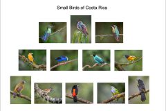 13-Lin-Wyles-AWPF-2025