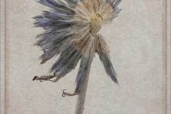 1.L.pompom