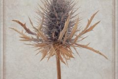 2.sea holly
