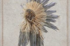 3.R pompom