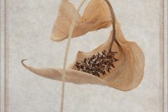 4. L peace lily