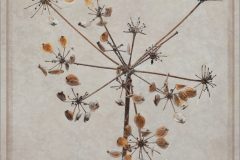 5,cowparsley