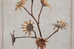 6.ragwort3